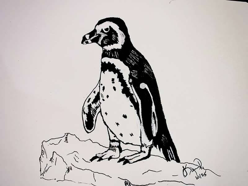 Banded Penguin