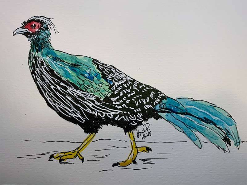 Kalij Pheasant