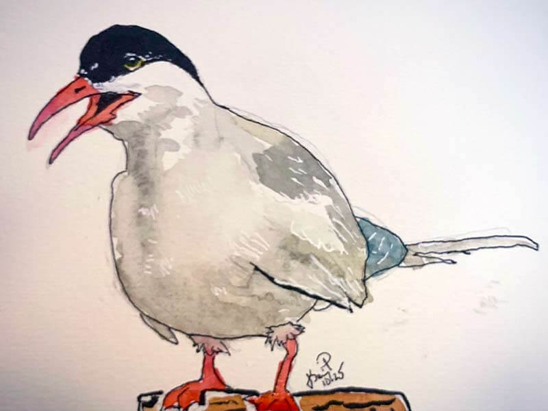 Arctic Tern