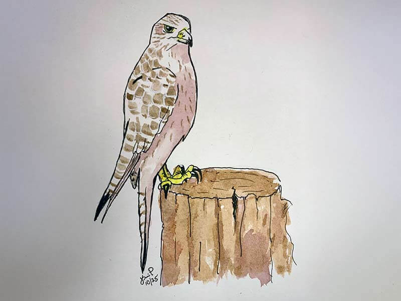Gyrfalcon