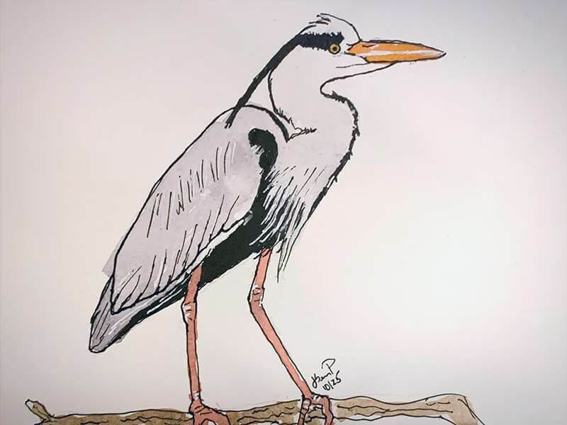 Grey Heron