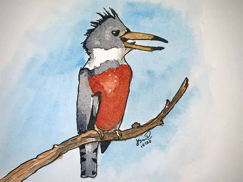 Ringed Kingfisher