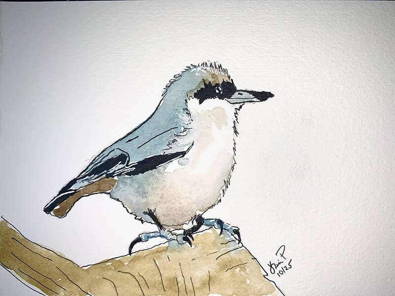Pygmy Nuthatch