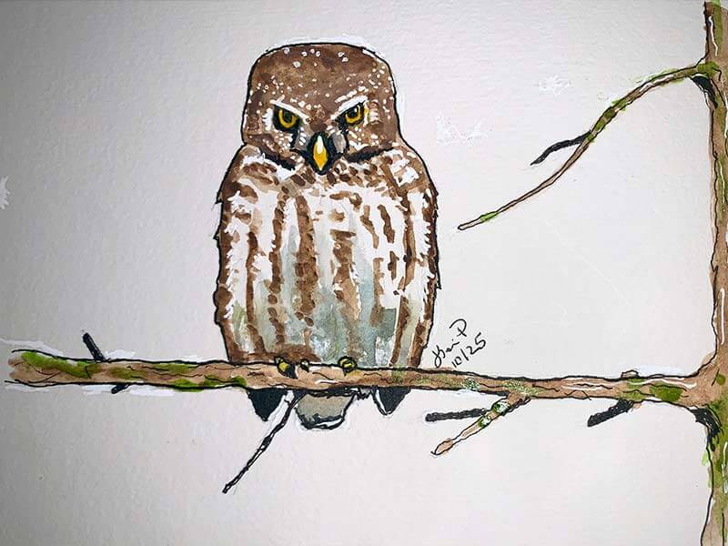 Great Grey Owl