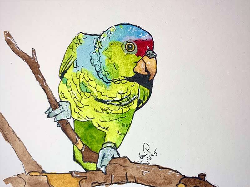 Crowned Parrot