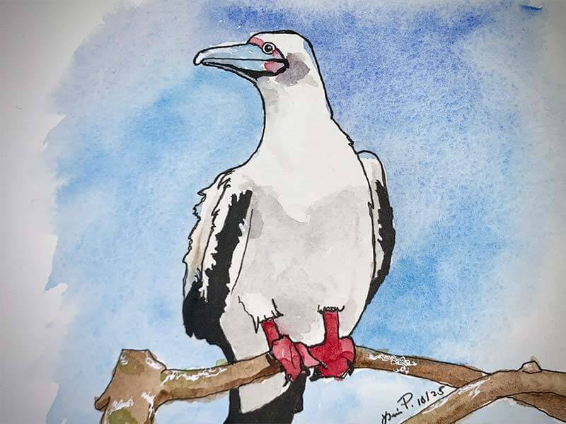 Red Footed Boobie