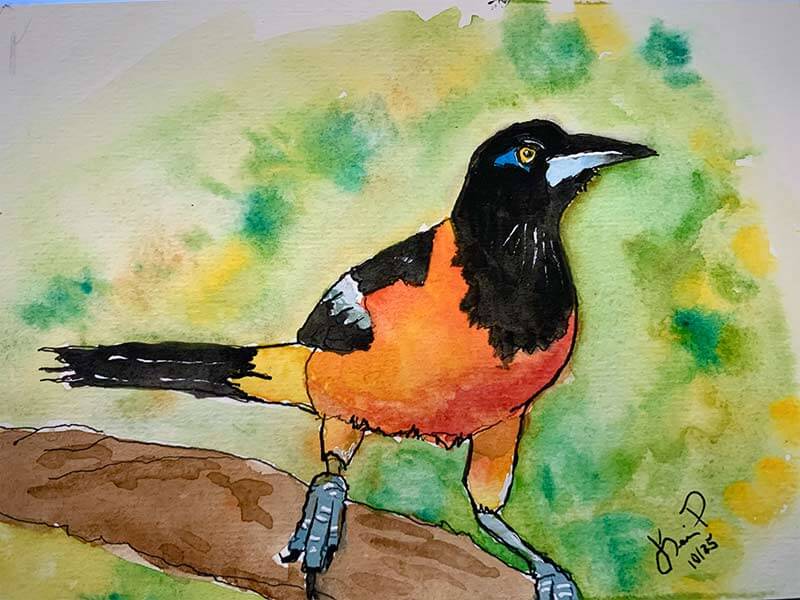 Venezuelan Troupial