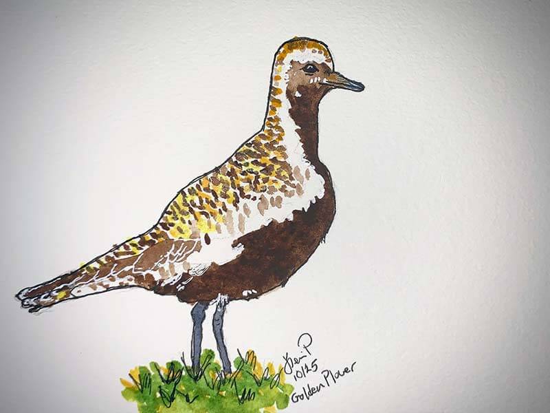 Golden Plover