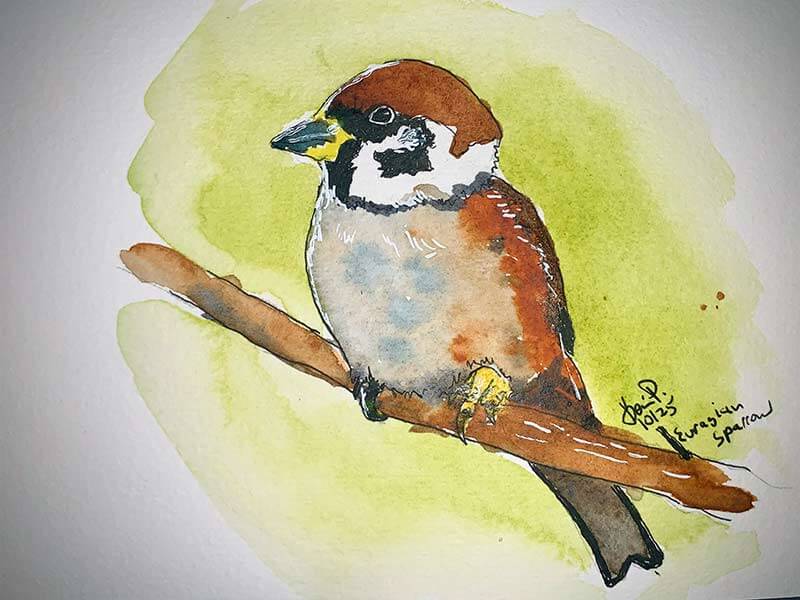 Eurasian Tree Sparrow