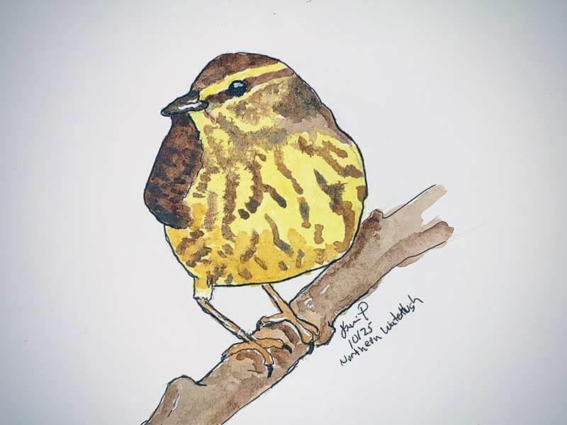 Northern Waterthrush