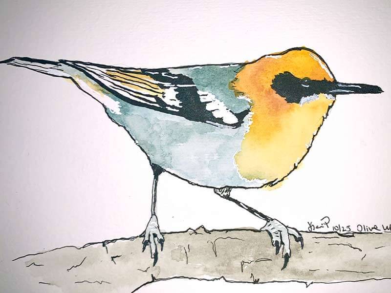Olive Warbler