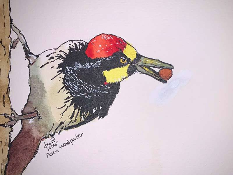 Acorn Woodpecker