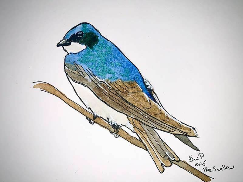 Tree Swallow