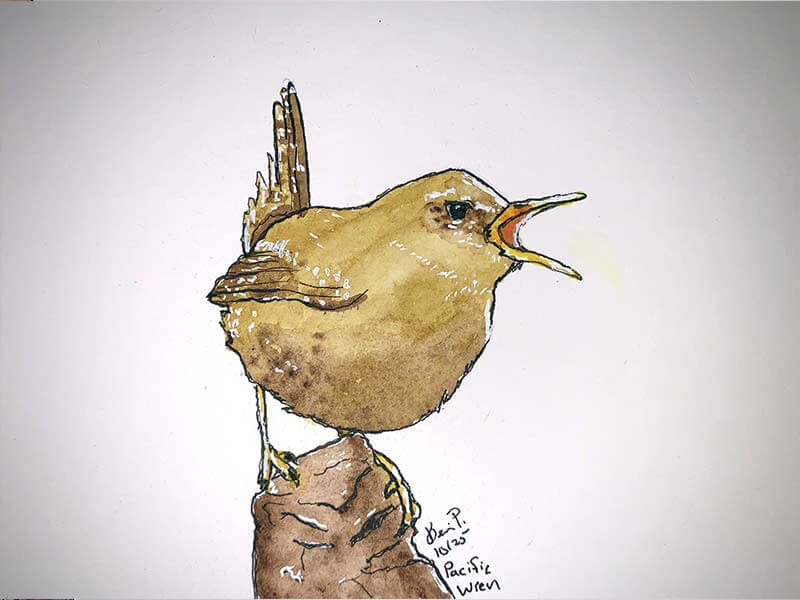 Pacific Wren