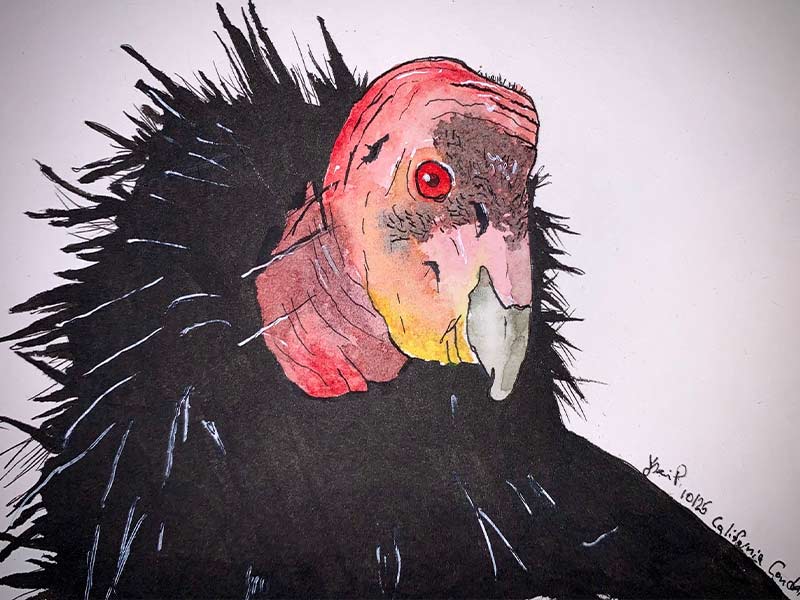 California Condor