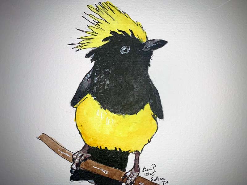 Sultan Tit