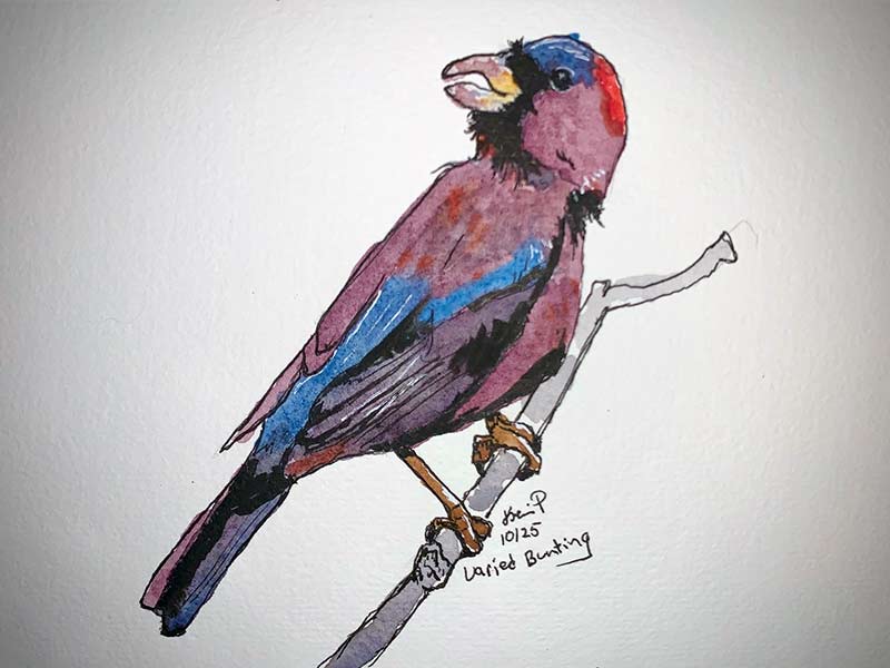 Varied Bunting