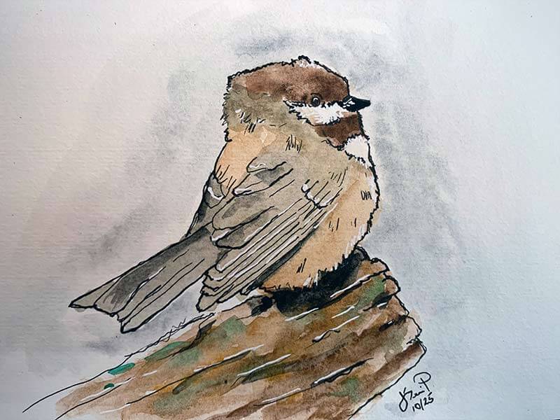 Boreal Chickadee