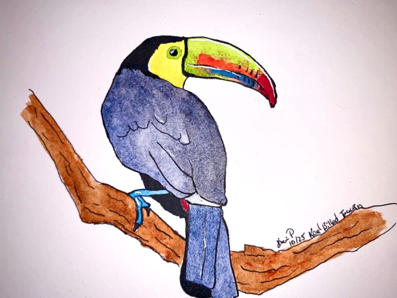 Keel Billed Toucan