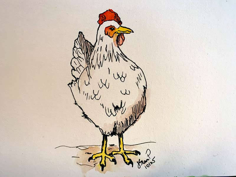 Wyandotte Chicken