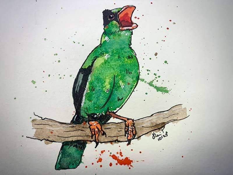 Javan Green Magpie