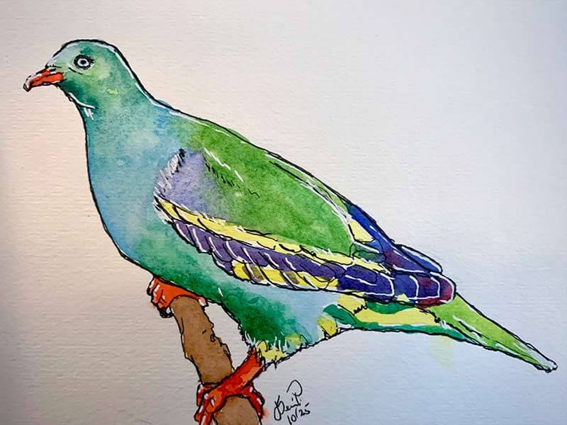 Green Pigeon