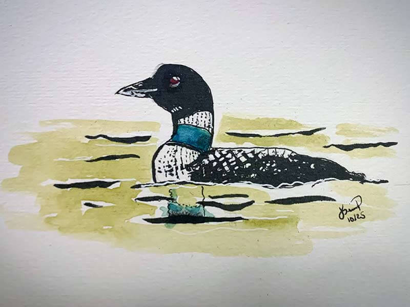 Common Loon