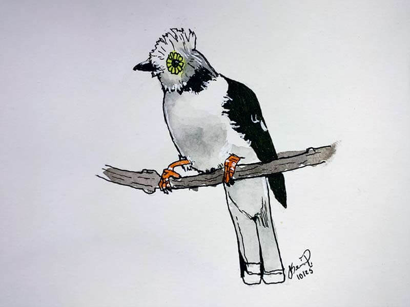 White Crested Helmetshrike