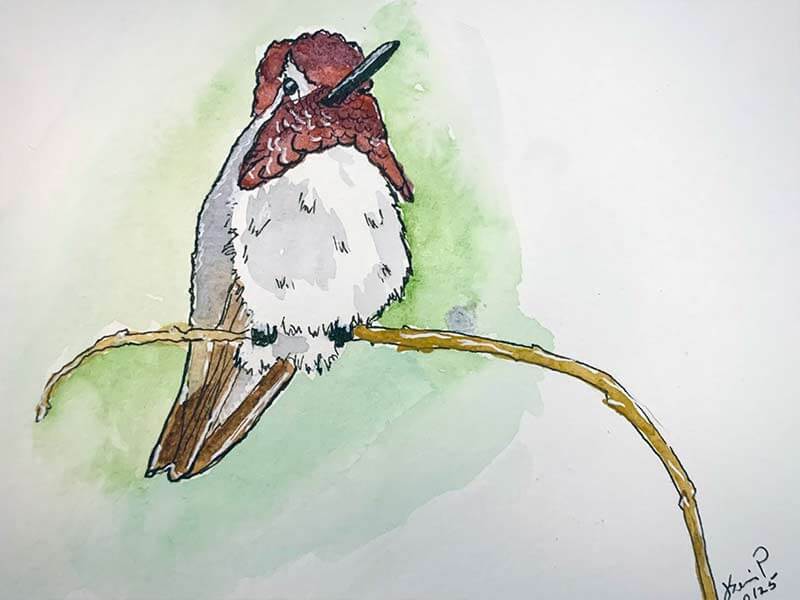 Costas Hummingbird