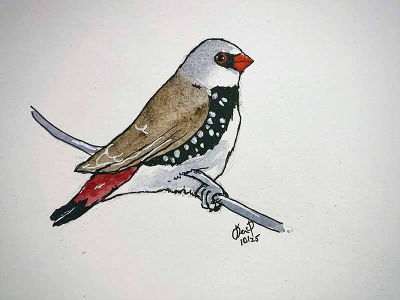 Diamond Firetail Finch